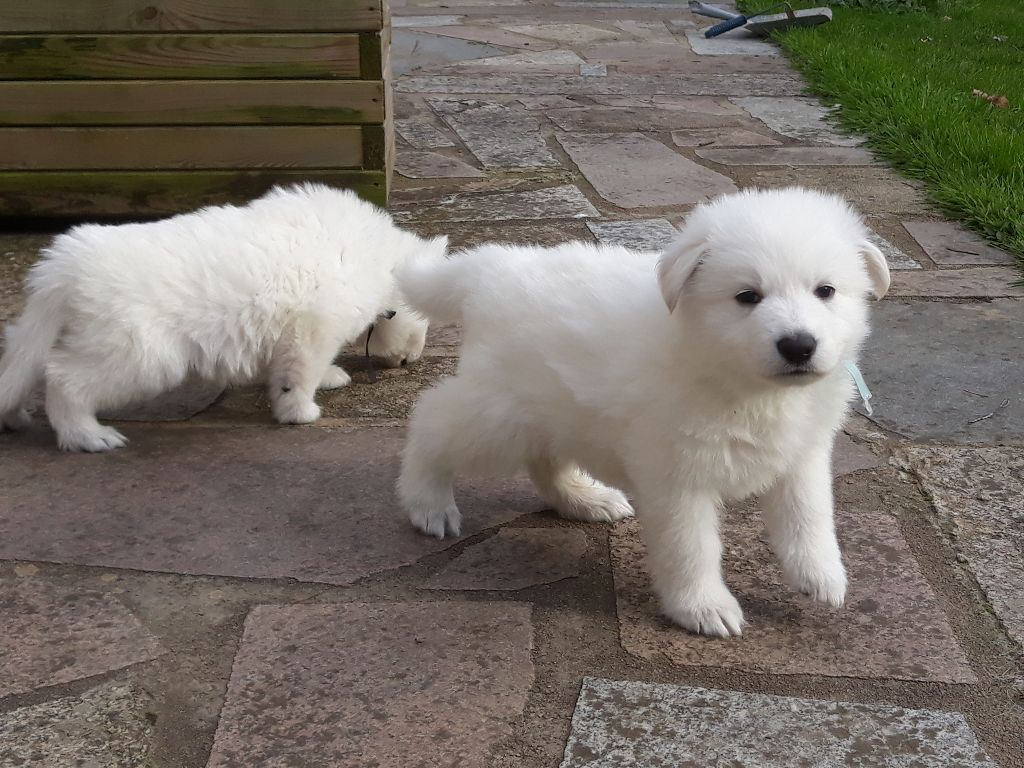 De La Vallée Des Elfes Blancs - Chiots disponibles - Berger Blanc Suisse