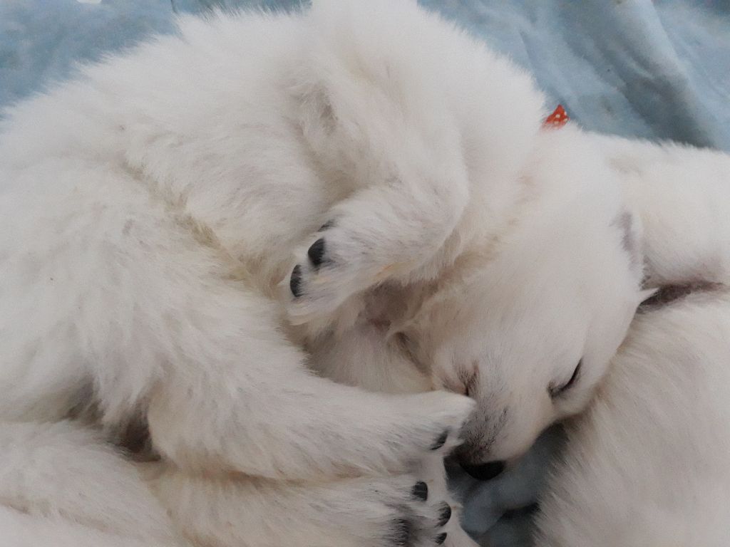 Chiot Berger Blanc Suisse De La Vallée Des Elfes Blancs